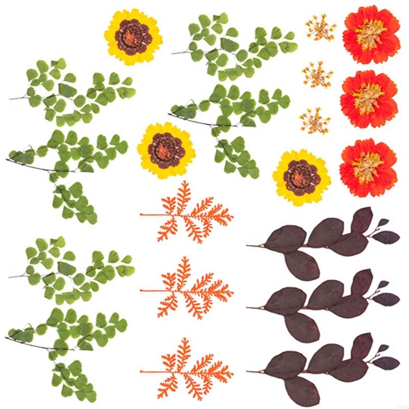 Fleur pressée séchée pour moul - Art Craft Leaves avis et prix
